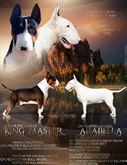 Cuccioli Bull Terrier