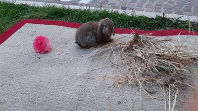 Coniglio ariete nano - Foto 5