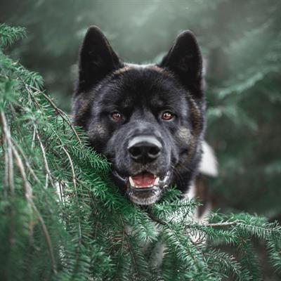 Pet sitter ad Olgiate Comasco su Misura per te - Foto 4