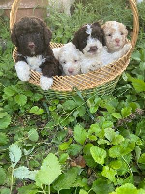 Cuccioli lagotto