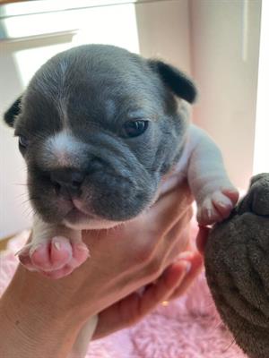 Cuccioli Bulldog Francese