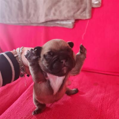Cuccioli Bouledogue Francese, genitori visibili - Foto 6