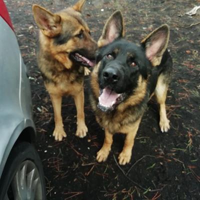 Cuccioli di pastore tedesco con pedigree
