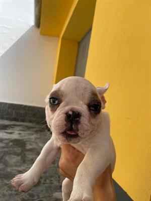 Bulldog francese