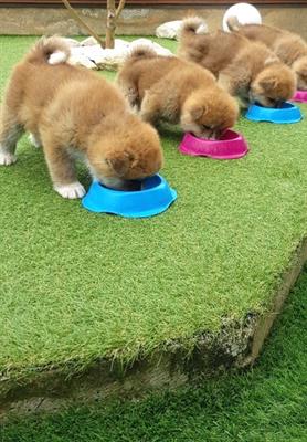 Cuccioli akita inu