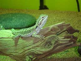 Pogona Viticeps Drago Barbuto