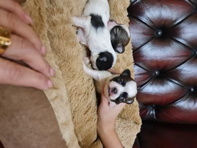 Chihuahua - Anteprima 2