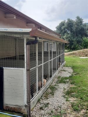 PENSIONE PER CANI, AGROPOLI