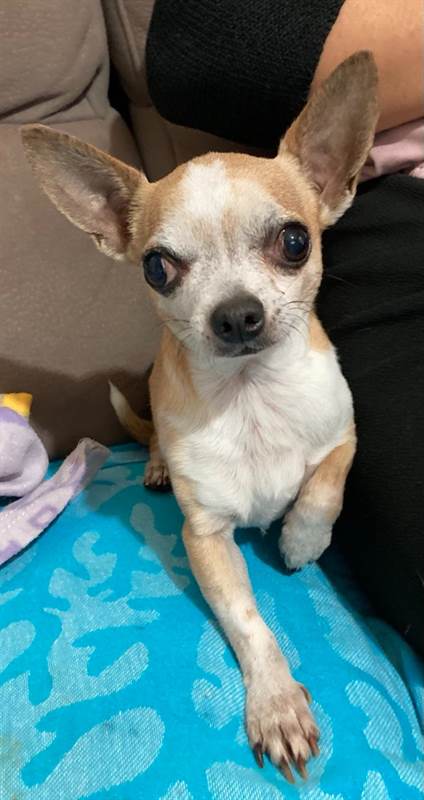Chihuahua mascio per accoppiamento
