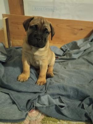 Cuccioli bullmastiff