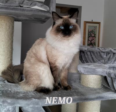 Maschio Ragdoll seal disponibile