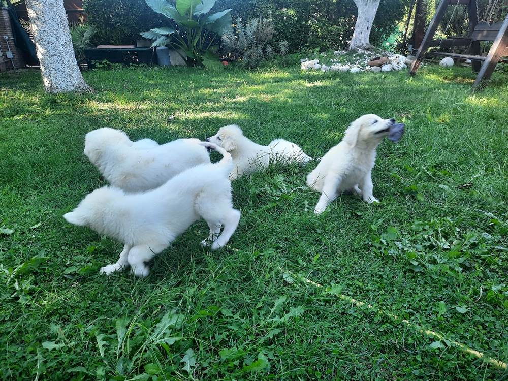 Cuccioli di pastore Razza maremmano abruzzese - Napoli