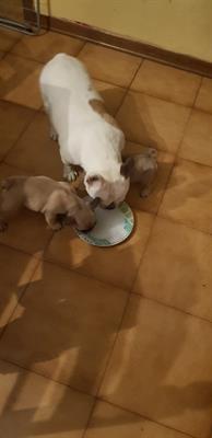 Ultimi 2 cuccioli di Razza Bulldog francese - Foto 2