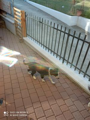 Border Collie - Anteprima 3