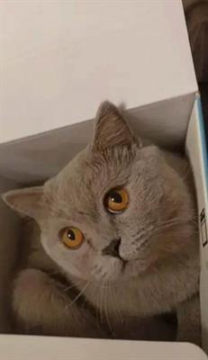 Accoppiamento monta gatto Scottish