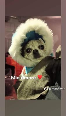 Chihuahua femmina bilde con pedigree