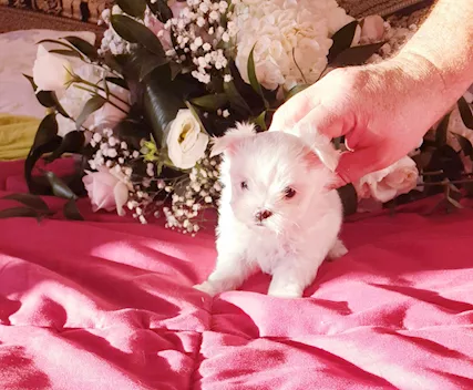 Maltesi toy