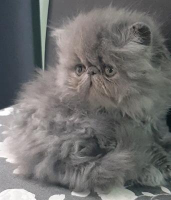 Gattini persiani ipertipici