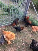 Galline Ovaiole