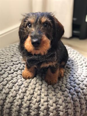 Disponibile per Monta con pedigree