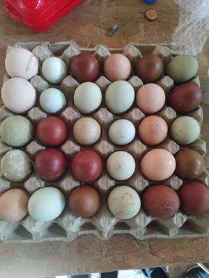 Galline uova colorate araucana, marans, olive egger - Anteprima 1