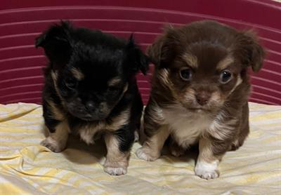 CHIHUAHUA CUCCIOLI
