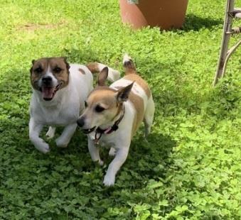 Jack Russell Terrier Pedigree
