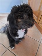 Cerco fidanzatino per la mia cagnolina
