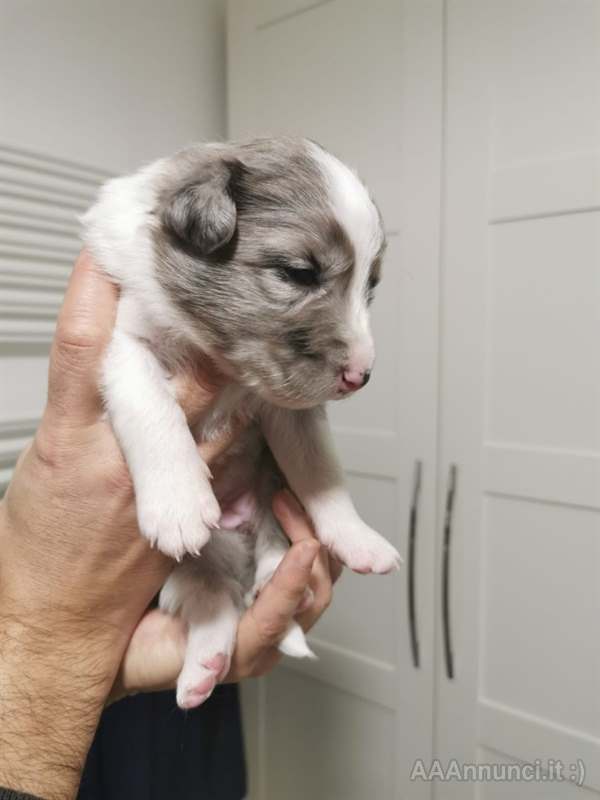 Foto 2Cuccioli Razza border collie