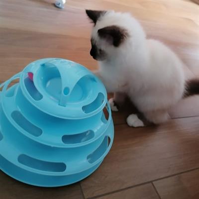 Cuccioli Sacro di Birmania con pedigree - Foto 2