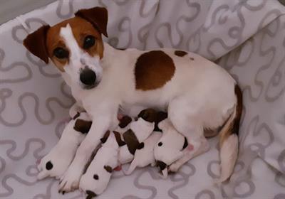 Jack russell terrier, genitori visibili - Anteprima 1