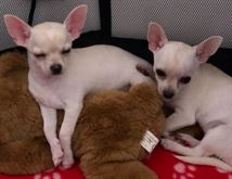 Cuccioli di chihuahua eccellenti sia maschi che femmine