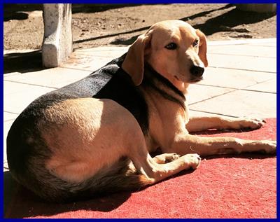 Tamara simil beagle 5 anni bellissima, taglia media - Foto 2