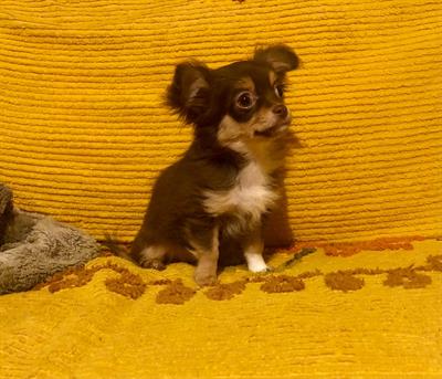 CUCCIOLA CHIHUAHUA
