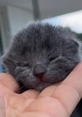Scottish Fold e Straight . €700