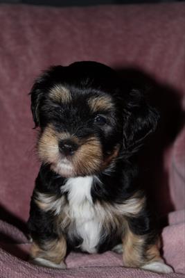 Havanese Bichon cuccioli