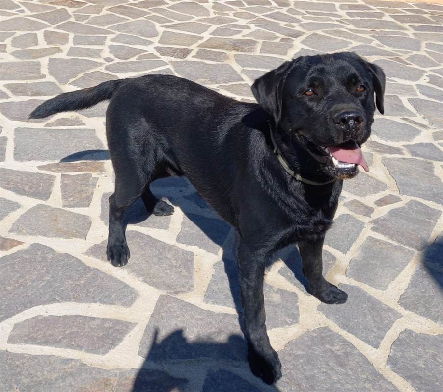 Regalo Razza Labrador Maschio Nero