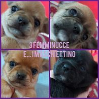 Chihuahua FEMMINE Pedigree ENCI