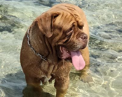 Dogue de bordeaux