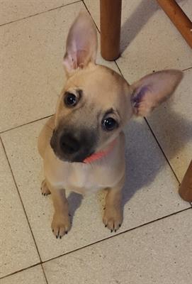 Cucciola pincher di quattro mesi, taglia piccola - Foto 3