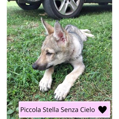 Disponibile femmine di Razza lupo cecoslovacco, prezzo trattabile - Anteprima 4
