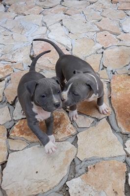 Cuccioli Amstaff Blu Italia