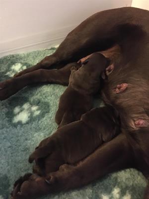 Labrador Retriever con pedigree ENCI - Foto 4