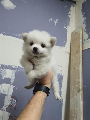Spitz nano tedesco
