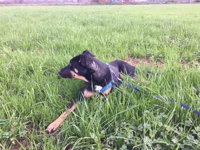 Lester è un incrocio lupoide nato - Foto 5
