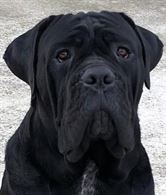 Cane Corso