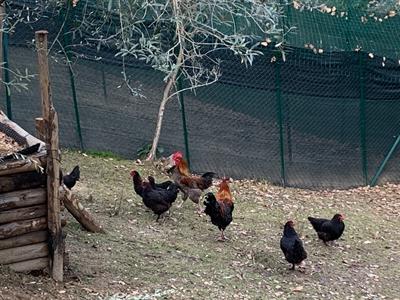 Galline Ornamentali