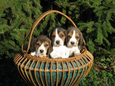 Cuccioli beagle molto belli