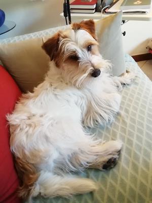 Compagna per accoppiamento