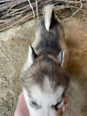 Cuccioli Siberian Razza Husky - Foto 3